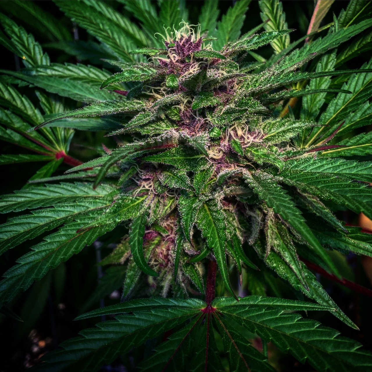 Northern Lights Blueberry Cannabis